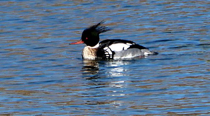 Beautiful Red-Breasted Mergansers At Rock Harbor On Cape Cod.