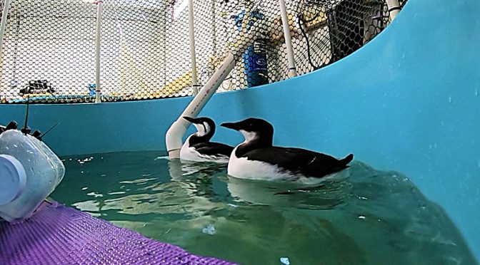 Happy Ending For This Thick-Billed Murre Because of Wild Care Cape Cod!