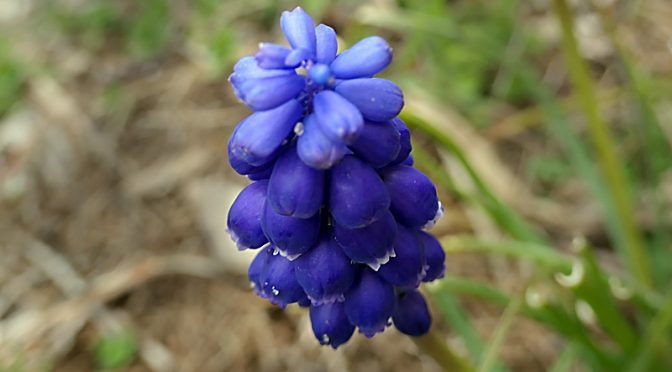 Tiny Grape Hyacinths Blooming On Cape Cod.