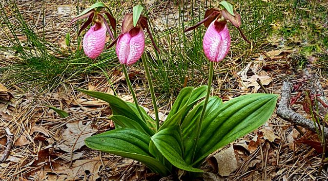 Beautiful Lady Slipper Wildflowers Are Blooming On Cape Cod.