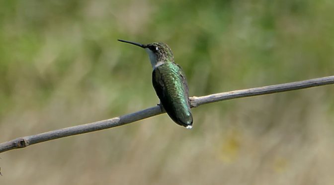 Beautiful Ruby-Throated Hummingbird At Fort Hill On Cape Cod.