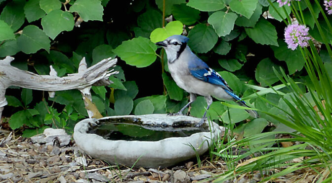 A New Family of Blue Jays In Our Yard On Cape Cod.