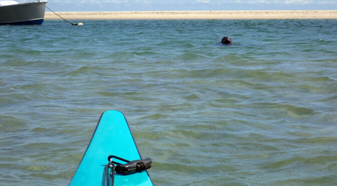 There Are A Lot Of Seals In Nauset Marsh On Cape Cod!