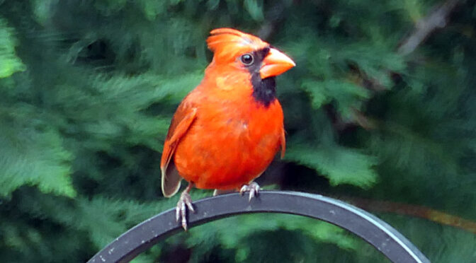 Beautiful Northern Cardinal In Our Yard On Cape Cod.