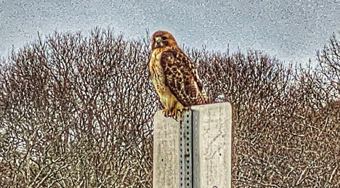 Red-Tailed Hawk Waiting For Lunch On Cape Cod.