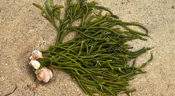 Interesting Seaweed On Cape Cod Bay Beaches.