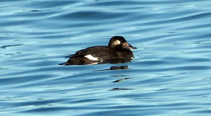 Beautiful White-Winged Scoter At Boat Meadow Creek on Cape Cod.