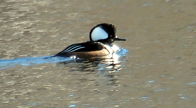 Gorgeous Hooded Merganser At Great Pond On Cape Cod.