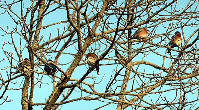 Bluebirds High In The Tree On A Cold Morning On Cape Cod.