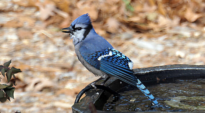 Blue Jay On My Bird Bath On Cape Cod.