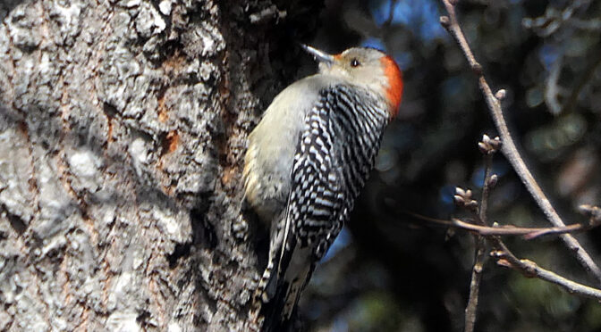 Red-Bellied Woodpecker High In The Tree In Our Yard On Cape Cod.
