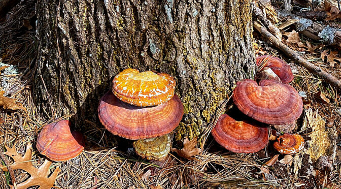 Cool Mushrooms On Cape Cod!