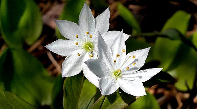 The Beautiful White Starflowers Are Blooming On Cape Cod.
