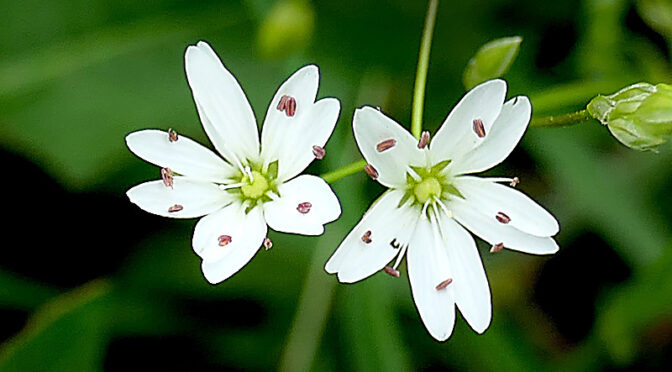 Pretty, Little White Lesser Stitchwort Wildflowers At Fort Hill On Cape Cod.