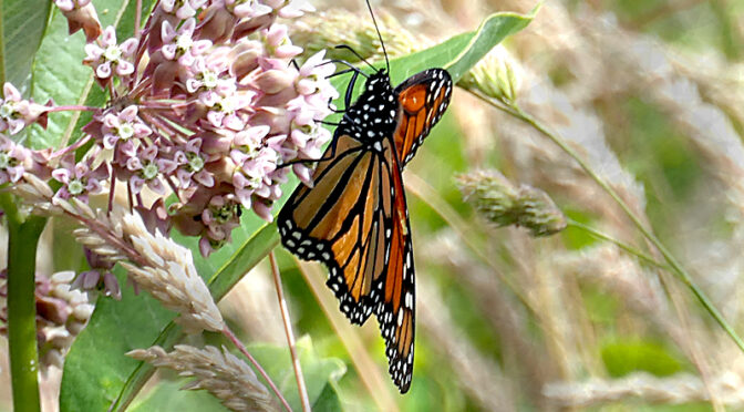 The Beautiful Monarch Butterflies Are Back On Cape Cod!