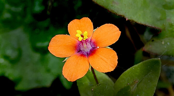 Gorgeous Scarlet Pimpernel Wildflower At Fort Hill On Cape Cod!