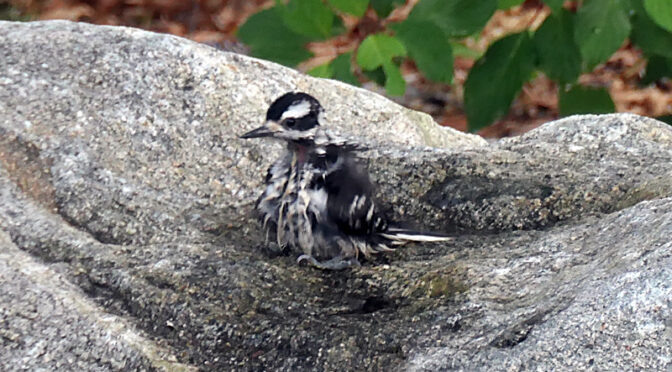 First Solo Bath For This Little Downy Woodpecker On Cape Cod.
