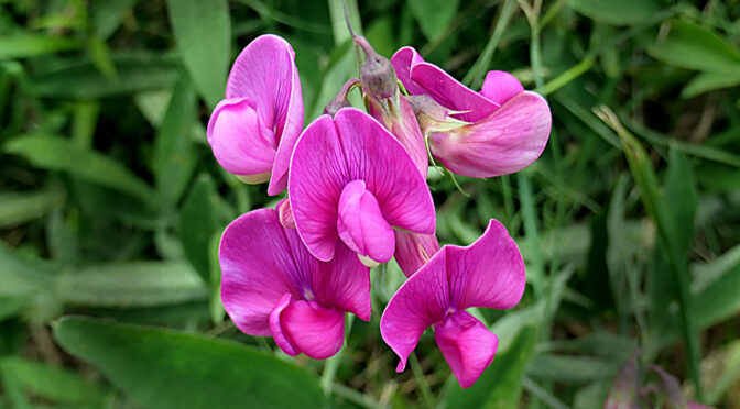 Beautiful Everlasting Pea Wildflowers Are Blooming On Cape Cod!