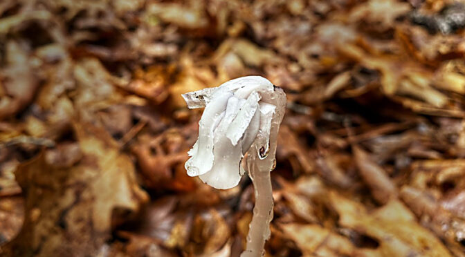 Indian Pipe, A Plant With No Chlorophyll, Is Blooming On Cape Cod.