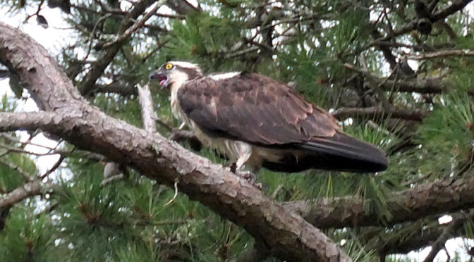 Noisy Osprey In Our Tree On Cape Cod.