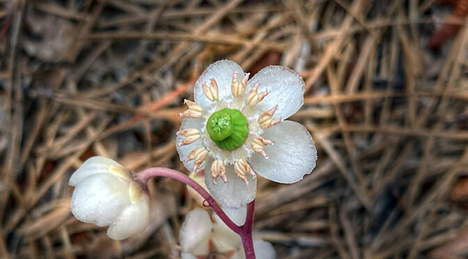 Beautiful Spotted Wintergreen Wildflowers Are Blooming On Cape Cod.
