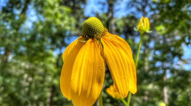 Love The Bright Yellow Coneflowers In My Yard On Cape Cod!