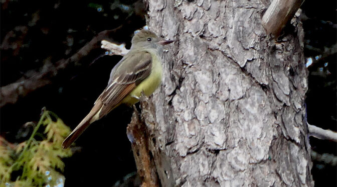Great Crested Flycatcher In Our Yard On Cape Cod.