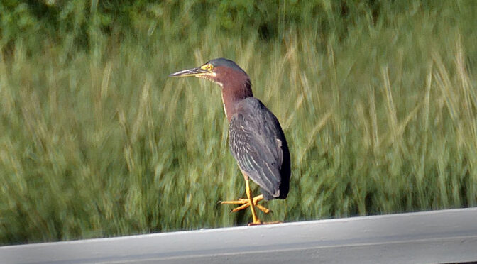 Three Images Of A Green Heron On Cape Cod.