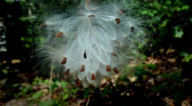 The Milkweed Seeds Are Ready To Disperse On Cape Cod.