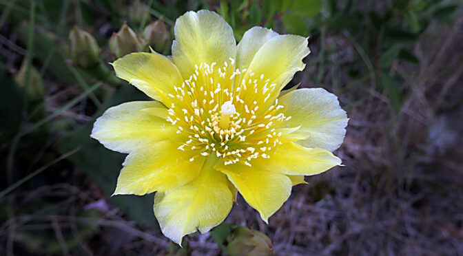 Beautiful Prickly Pear Cactus Flowers On Cape Cod.