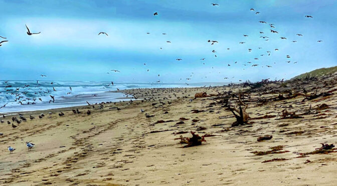 Thousands Of Birds On Coast Guard Beach After The Nor’easter On Cape Cod.