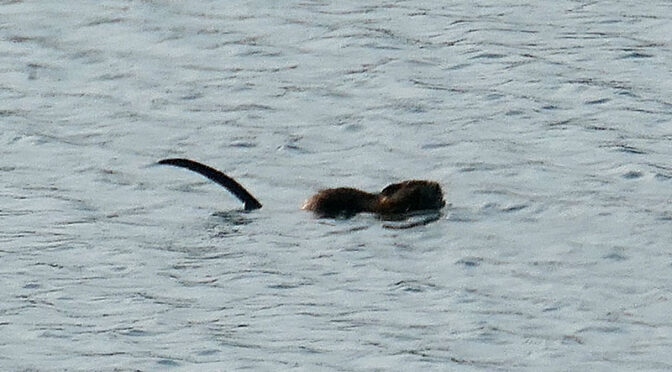 Is This A Beaver On Cape Cod?