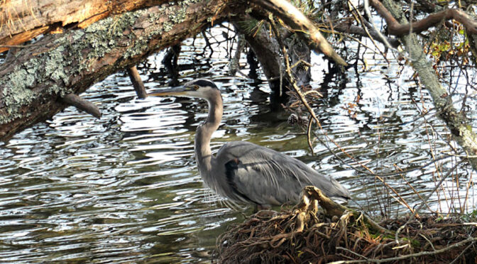 Gorgeous Great Blue Heron At Wiley Park On Cape Cod.