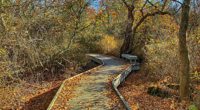 Red Maple Swamp Trail On Cape Cod In The Fall.