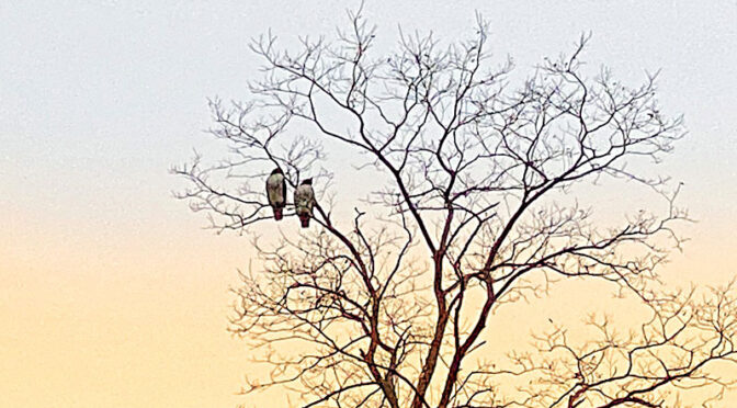 Two Red-Tailed Hawks High In A Tree On Cape Cod.
