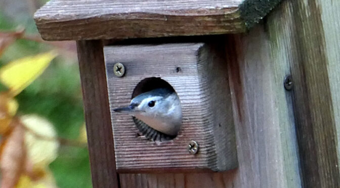 Cute, Little White-Breasted Nuthatch In Our Birdhouse On Cape Cod.