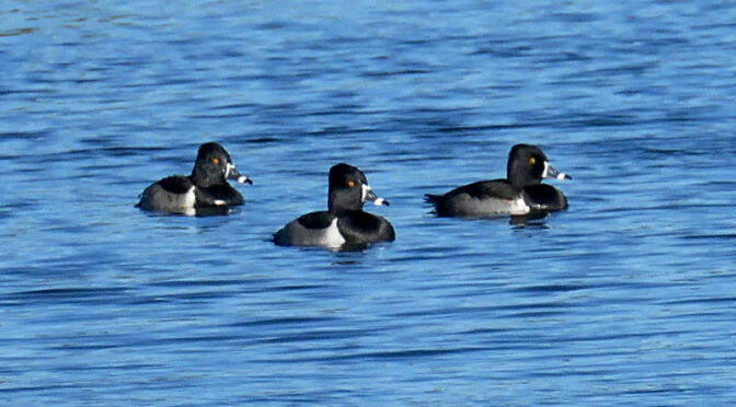 Beautiful Ring-Necked Ducks at Herring Pond On Cape Cod.