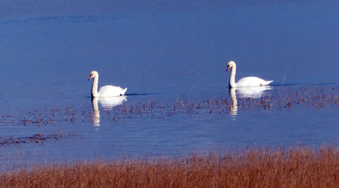 Beautiful Swans On Nauset Marsh On Cape Cod.