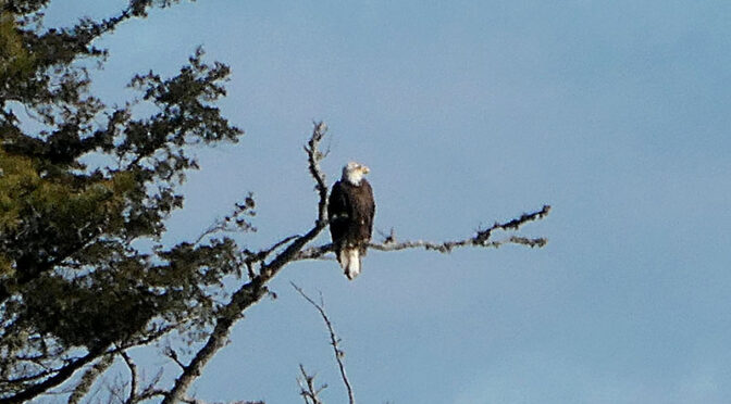 My First Bald Eagle On Cape Cod!