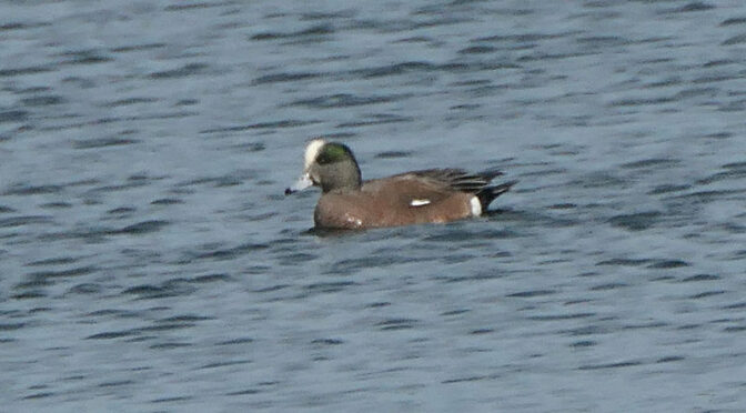 American Wigeon At Herring Pond On Cape Cod.