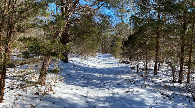Snowy Trails At Wiley Park On Cape Cod.