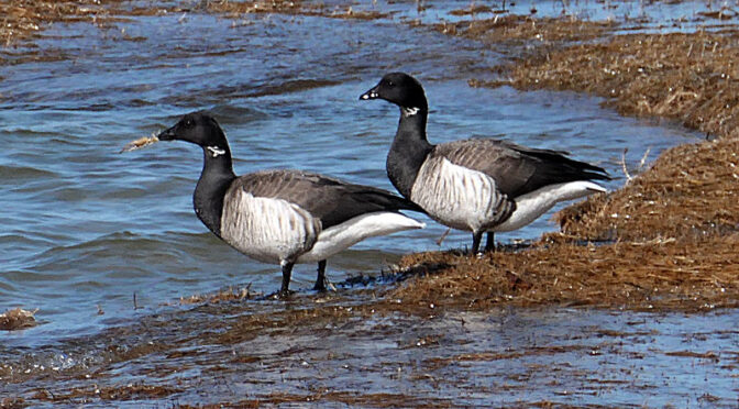 Two Beautiful Black And White Brants At Boat Meadow Beach On Cape Cod.