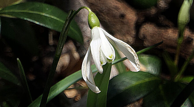 Snowdrops, One Of First Wildflowers Of The Season On Cape Cod.
