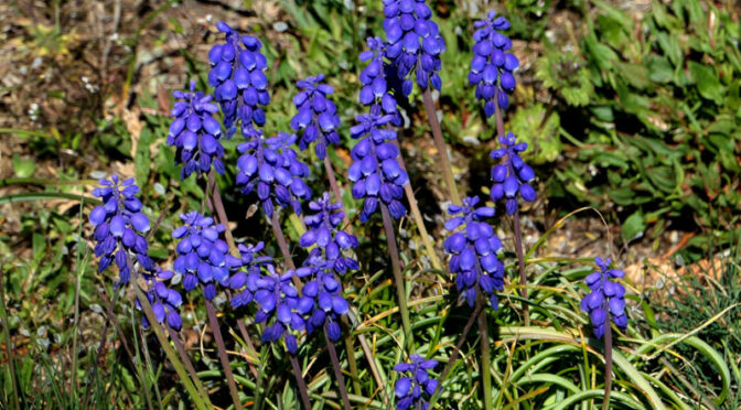 The Wild Hyacinth Are Blooming On Cape Cod!