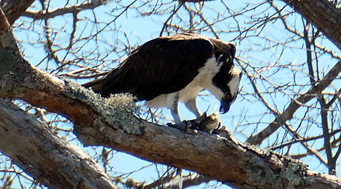 Pair Of Ospreys Setting Up Shop On Cape Cod Until…