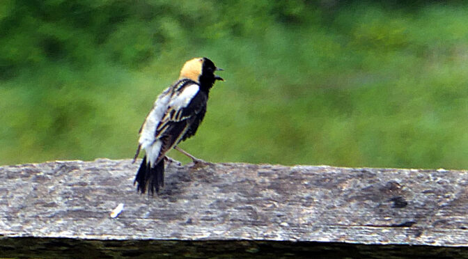 Colorful Bobolink At Fort Hill On Cape Cod.