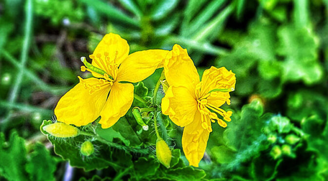 Pretty Yellow Celandine Wildflowers Are Blooming On Cape Cod.