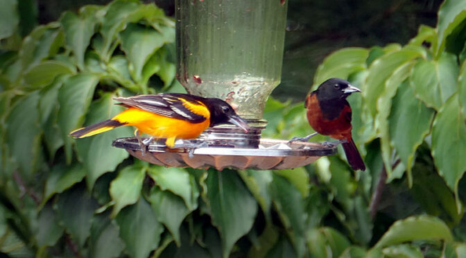 Baltimore Orioles And Orchard Orioles On Cape Cod.