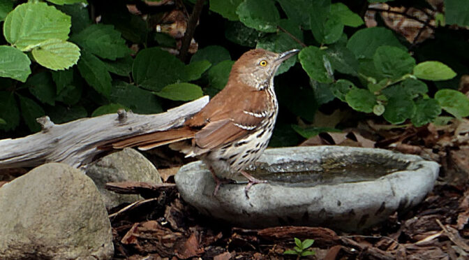 Beautiful Brown Thrasher In our Yard On Cape Cod.
