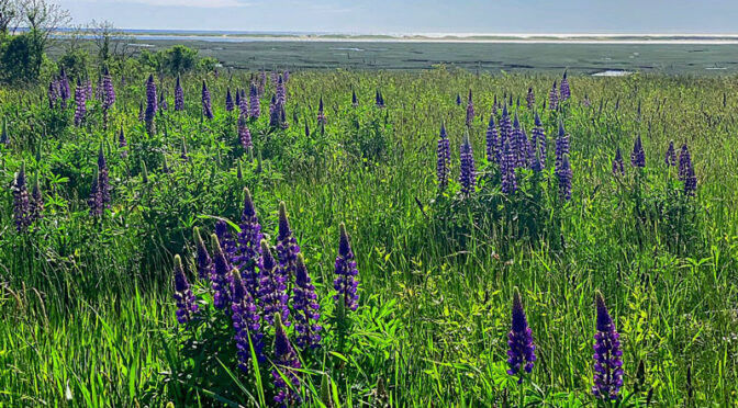 Fort Hill On Cape Cod Is Known For Its Beautiful Lupine Wildflowers!